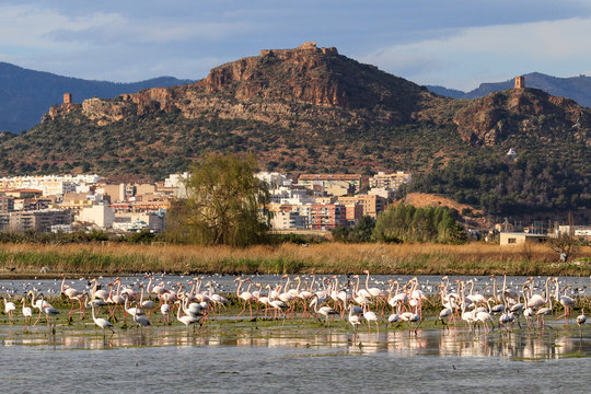 Flamingos in Almenara,  Spain