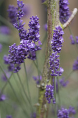 Obraz premium Lavendel ( Lavandula )