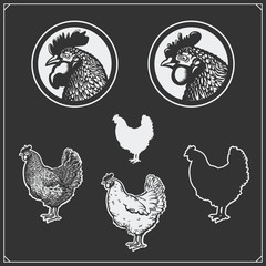 Illustration of Chicken. Silhouette of Hen. Chicken head.