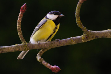 Great Tit Sitting on a Branch