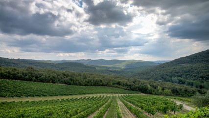 Fototapeta na wymiar Tuscany, Italy - September 05, 2014: A wineyard in autumn in tuscany, Italy