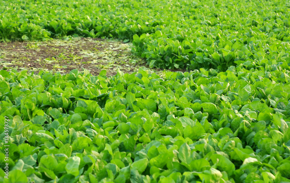 Canvas Prints organic spinach cultivation