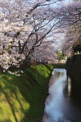 桜とお堀