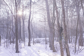 Winter cold forest