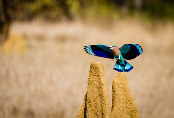 indian roller