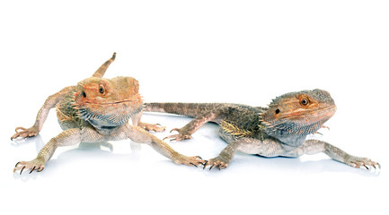 bearded dragons in studio