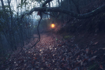 Vintage lantern and path through old foggy forest