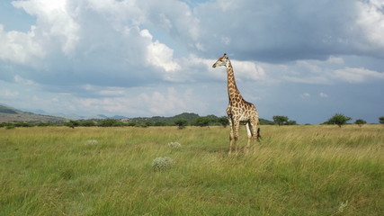 Giraffe 