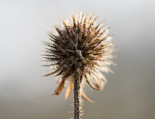 Small teasel (Dipsacus pilosus) seed head in winter. Dead inflorescence covered in melting frost, backlit by sunlight on prickly plant in the family Dipsaceae