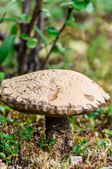 Cepe mushroom