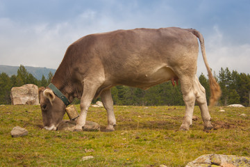 Fototapeta premium Vaca marrón pastando en prado de montaña bajo cielo parcialmente nublado