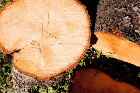Tronco de &aacute;rbol reci&eacute;n cortado con anillos visibles