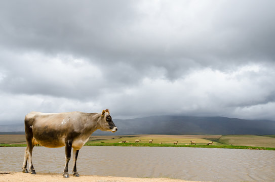 Lonely cow under overcast gray sky. Behind the cattle is a lake with brown water and sheep on the other side. A pasture extends to a mountain ridge that disappears in the clouds.