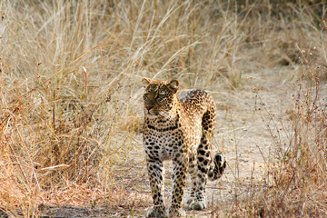 leopardo