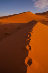Sahara
