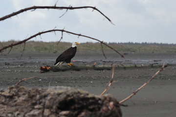 Beach Bald Eagle