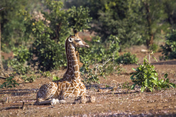 Giraffe in Kruger National park, South Africa