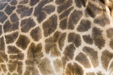 Genuine leather skin of giraffe with light and dark brown spots.