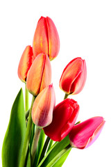 Closed tulips