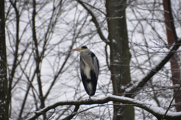 Reiher