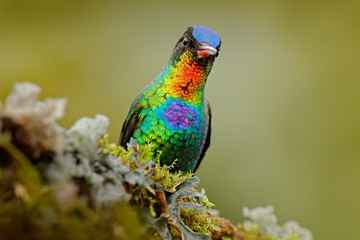 Detail portrait of shiny bird. Fiery-throated Hummingbird, Panterpe insignis, colour bird sitting on larch branch. Red glossy hummingbird in dark habitat. Mountain bright animal from Panama.