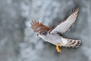 Winter with flying bird in the forest. Bird of prey Northern Goshawk landing on spruce tree during...