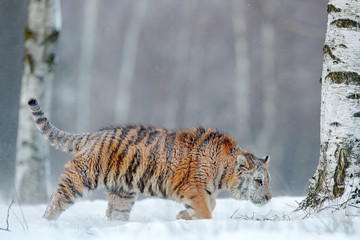 Siberian tiger in snow.