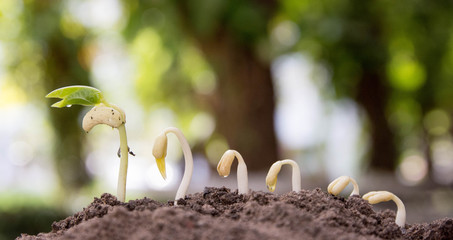 Seed to tree, Seeding, Plant seed growing concept, Growing plants. Plant seedling. young baby...
