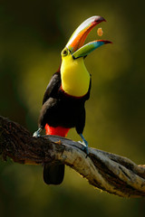 Keel-billed Toucan, Ramphastos sulfuratus, bird with big bill. Toucan sitting on the branch in forest with fruit in beak, Boca Tapada, Laguna de Lagarto Lodge, Costa Rica. Nature travel, nice evening.