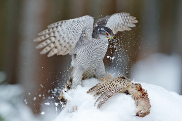 Bird of prey Goshawk kill bird and sitting on the snow meadow with open wings, blurred snowy forest...