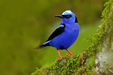 Shining Honeycreeper, Cyanerpes lucidus, exotic tropic blue bird with yellow leg from Costa Rica....
