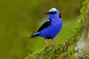  Shining Honeycreeper, Cyanerpes lucidus, exotic tropic blue bird with yellow leg from Costa Rica. Blue songbird in the nature habitat. Tanager from South America. © ondrejprosicky