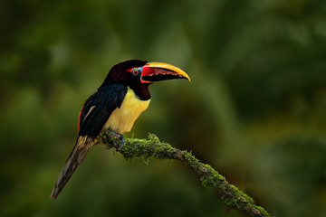 Fototapeta premium Green Aracari, Pteroglossus viridis, yellow and black small touc
