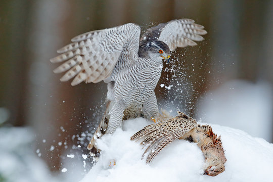 Bird of prey Goshawk kill bird and sitting on the snow meadow with open wings, blurred snowy forest in background. Wildlife scene from Germany nature. Bird with catch pheasant.