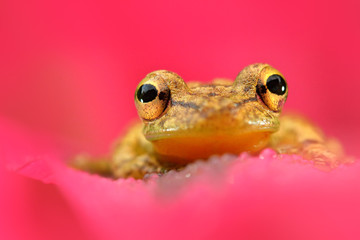 Pink flower with frog. Tropic frog Stauffers Treefrog, Scinax staufferi, sitting on the pink leaves. Frog in the nature tropic forest habitat. Costa Rica. Rare animal from Central America.