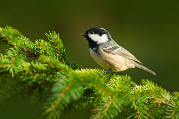 Bird in forest. Coal Tit, songbird sitting on beautiful lichen branch with clear dark background, animal in the nature habitat, Germany. Animal on spruce tree.
