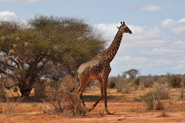 giraffa