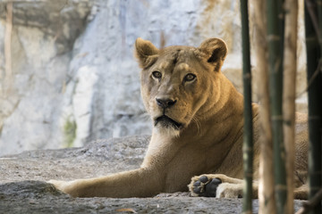 Obraz premium Image of a female lion on nature background. Wild Animals.