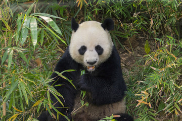 Obraz premium Image of a panda on nature background. Wild Animals.
