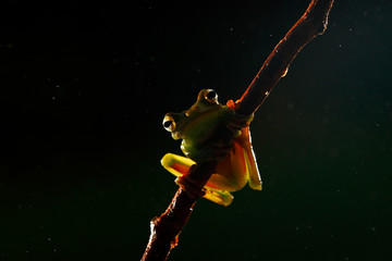 Fototapeta premium Beautiful frog in the night. Olive Tree Frog, Scinax elaeochroa, from Costa Rica forest. Tropic jungle with animal. Frog sighting on the branch, with back light.