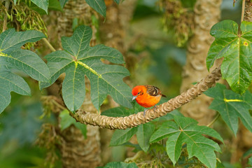 Orange bird Flame-colored Tanager, Piranga bidentata, Boca Tapad, Costa Rica. Beautiful bird in the nature habitat. Animal in the forest. Wildlife scene from tropic nature.