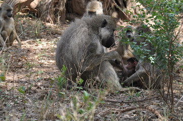 babbuino con cucciolo