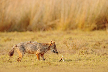 Naklejka premium Golden Jackal, Canis aureus. Jackal with evening sun and animal bone, Sri Lanka, Asia. Beautiful wildlife scene from nature habitat with nice nice sun light. Jackal in grass. Wildlife of Sri Lanka