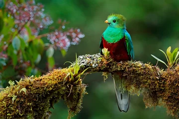 Fototapeten Schöner Vogel im tropischen Lebensraum der Natur. Prächtiger Quetzal, Pharomachrus mocinno, Savegre in Costa Rica, mit grünem Waldhintergrund. Prächtiger heiliger grüner und roter Vogel. Vogelbeobachtung im Dschungel. © ondrejprosicky