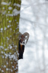 Winter tree with animal. Mouflon, Ovis orientalis, winter scene with snow in the forest, horned animal in the nature habitat, portrait of mammal with big horn, Praha, Czech Republic