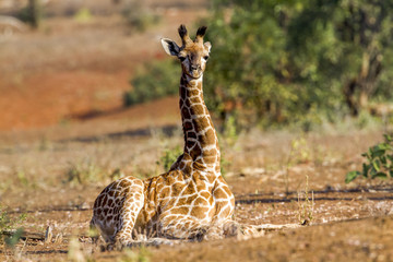 Giraffe in Kruger National park, South Africa