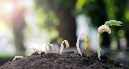 Seed to tree, Seeding, Plant seed growing concept, Growing plants. Plant seedling. young baby...