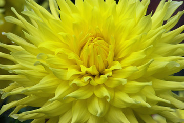 Dahlia cactus jaune en été au jardin