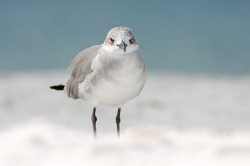 Gull in the water. Still water surface with bird. Laughing Gull, Leucophaeus atricilla, sitting on the stick, with clear blue background, Florida, USA