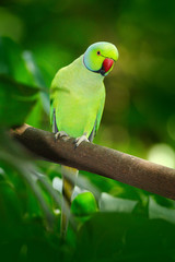 Oiseau vert dans la végétation verte. Perroquet assis sur un tronc d& 39 arbre avec nid. Perruche à collier, Psittacula krameri, beau perroquet dans l& 39 habitat naturel de la forêt verte, Sri Lanka, Asie.